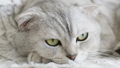 诸暨2026年最新杭州高端商务伴游招聘网渠道分享(最方便真实的诸暨茉莉伴游伴游天下全国联盟方法)