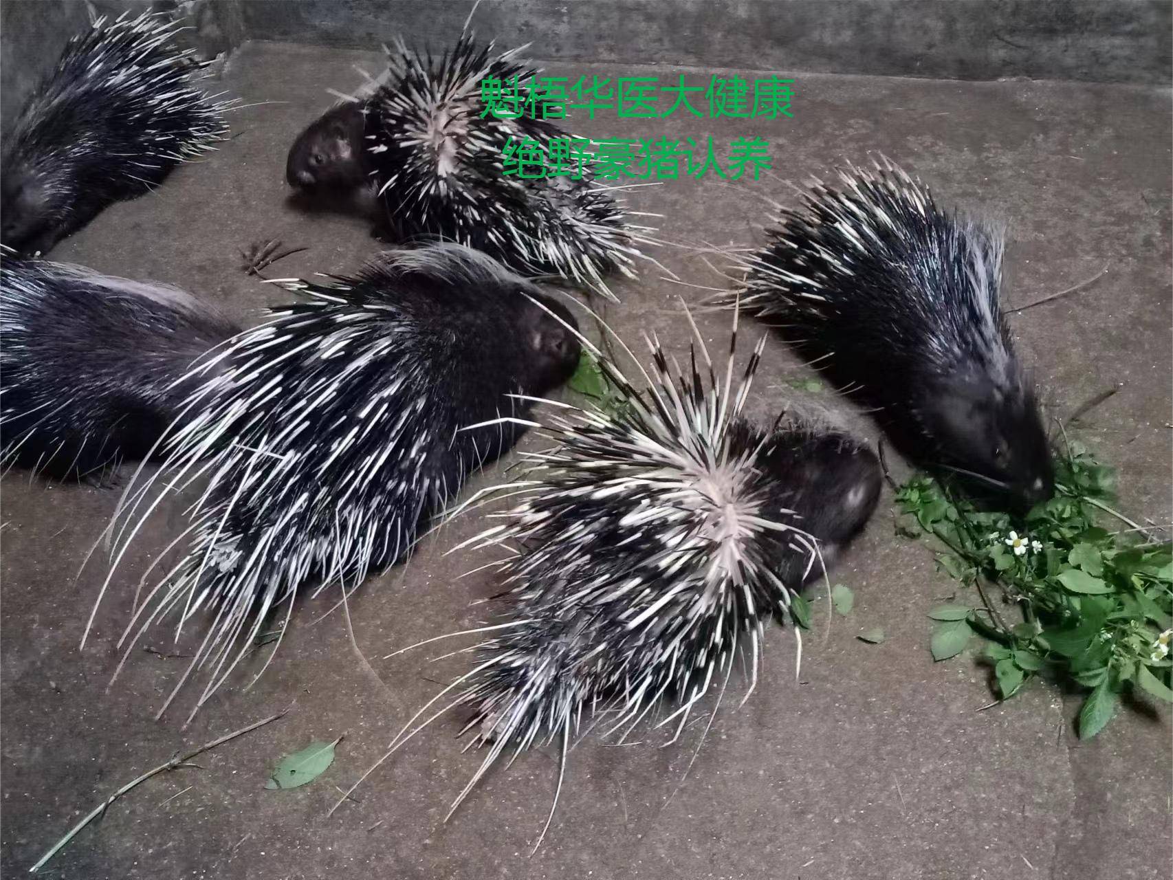 最新豪猪回收商家方法分析(最方便真实的诸暨豪猪卖去什么地方方法)